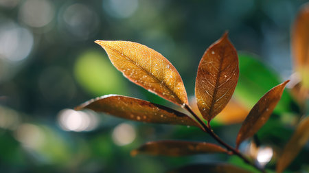 A sunlit portrait of a single Coir, photographed outdoors on a clear, breezy day. Fresh, crisp air renders vivid detail in the leave veins glowing with gentle backlight. The background falls into a soft natural bokeh of greenery, colors true-to-life, organic beauty in pure sunlight.の写真素材