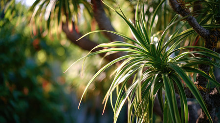 A sunlit portrait of a single Dragon tree, photographed outdoors on a clear, breezy day. Fresh, crisp air renders vivid detail in the leave veins glowing with gentle backlight. The background falls into a soft natural bokeh of greenery, colors true-to-life, organic beauty in pure sunlight.の写真素材