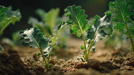 Tuscan kale with small fresh leaves, growing upright in fertile soil, sunlight filtering gently, realistic textures, vibrant green tones, natural photography style, wide balanced composition for timelapse video.の写真素材