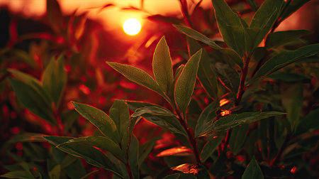 The Anise at sunset, Golden red sunset light filters through the leaves, still atmosphere, warm orange glow blending with natural green tones.の写真素材