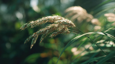 A detailed photograph of a single Grains of paradise, swaying gently in the wind, captured in...