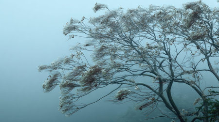 The Albizia in winter, chilling air envelops, a few lingering leaves tremble, still atmosphere