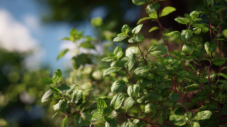 Cuban oregano swaying gently in the wind, realistic photography style, bright and vivid colors,...