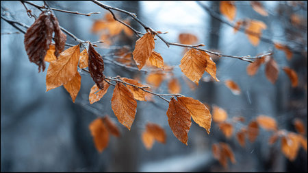 The American beech in winter, chilling air envelops, a few lingering leaves tremble, still...