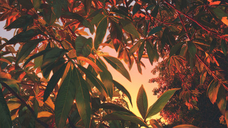 The Nutmeg tree at sunset, Golden red sunset light filters through the leaves, still atmosphere,...