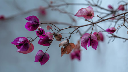 The Bougainvillea in winter, chilling air envelops, a few lingering leaves tremble, still atmosphere