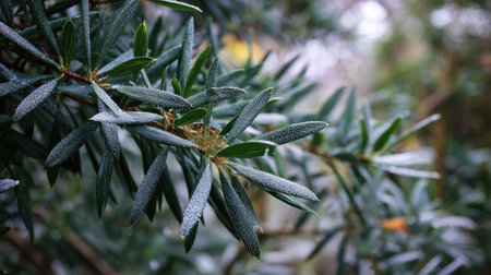 The Podocarpus in winter, chilling air envelops, a few lingering leaves tremble, still atmosphere