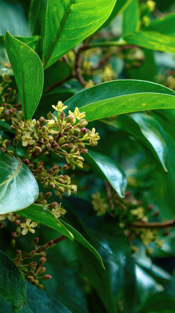 The Allspice in summer, Bright sunlight pierces dense foliage, the air feels hot, natural.の写真素材