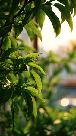 The Peach tree in spring, fresh green leaves, soft sunlight filtering, vibrant atmosphere full of vitality, natural textures, serene mood P.の写真素材