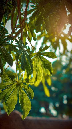 The Papaya tree in spring, fresh green leaves, soft sunlight filtering, vibrant atmosphere full of...