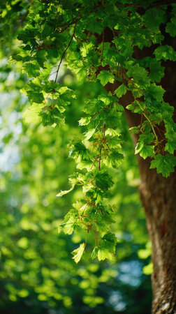 The Sycamore maple in spring, fresh green leaves, soft sunlight filtering, vibrant atmosphere full...