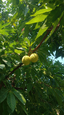 The Breadnut in summer, Bright sunlight pierces dense foliage, the air feels hot, natural.