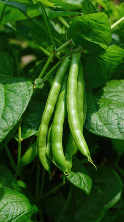 The Green bean in summer, Bright sunlight pierces dense foliage, the air feels hot, natural.