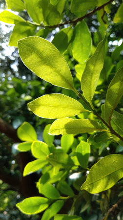 In summer, bright sunlight pierces dense foliage, the air feels hot, natural.