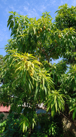 The Mango tree in summer, Bright sunlight pierces dense foliage, the air feels hot, natural.