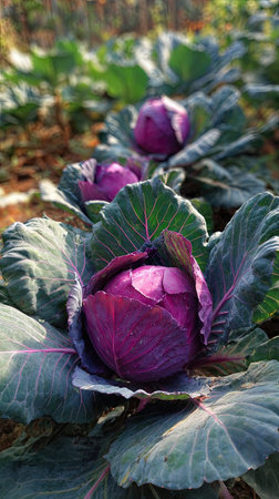 The Red cabbage in summer, Bright sunlight pierces dense foliage, the air feels hot, natural.