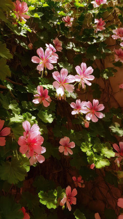 The Peppermint geranium in summer, Bright sunlight pierces dense foliage, the air feels hot, natural.の写真素材