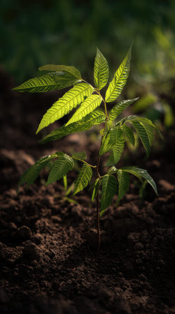 Black walnut with small fresh leaves, growing upright in fertile soil, sunlight filtering gently,...