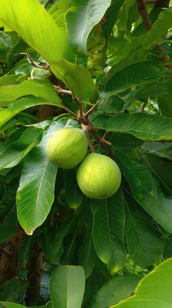 The Sapote in summer, Bright sunlight pierces dense foliage, the air feels hot, natural.