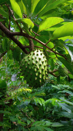 The Soursop in summer, Bright sunlight pierces dense foliage, the air feels hot, natural.の写真素材