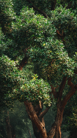 The Sandalwood in summer, Bright sunlight pierces dense foliage, the air feels hot, natural.の写真素材