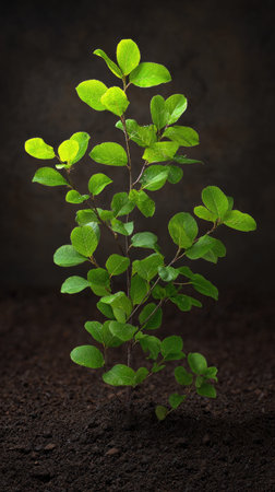Serviceberry with small fresh leaves, growing upright in fertile soil, sunlight filtering gently,...