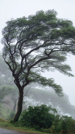 Acacia in a storm, heavy rain pouring down, strong winds twisting their leaves, natural.