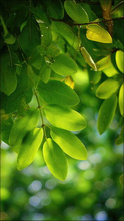 In spring, fresh green leaves, soft sunlight filtering, vibrant atmosphere full of vitality, natural...