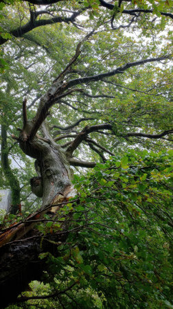 Beech in a storm, heavy rain pouring down, strong winds twisting their leaves, natural.