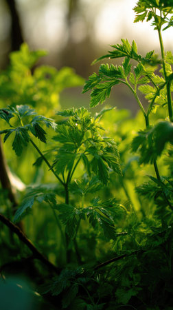 The Parsnip in spring, fresh green leaves, soft sunlight filtering, vibrant atmosphere full of...
