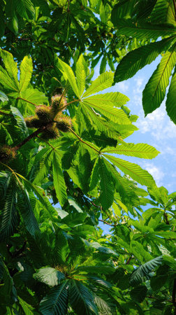 The Chestnut in summer, Bright sunlight pierces dense foliage, the air feels hot, natural.