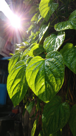 The Betel leaf in summer, Bright sunlight pierces dense foliage, the air feels hot, natural.