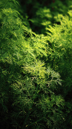 The Dill in summer, Bright sunlight pierces dense foliage, the air feels hot, natural.の写真素材