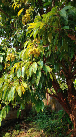 The Cinnamon tree in summer, Bright sunlight pierces dense foliage, the air feels hot, natural.