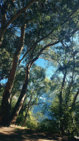 The Blue gum in summer, Bright sunlight pierces dense foliage, the air feels hot, natural.