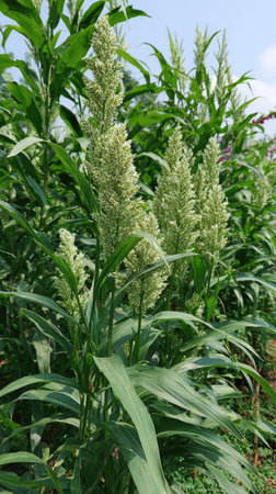 The Foxtail millet in summer, Bright sunlight pierces dense foliage, the air feels hot, natural.