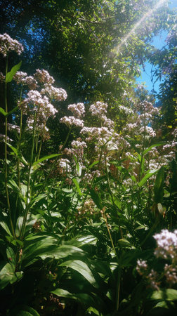 The Valerian in summer, Bright sunlight pierces dense foliage, the air feels hot, natural.