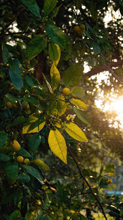The Grapefruit tree at dawn, soft golden sunlight kissing leaves, clean air, natural color tone.の写真素材