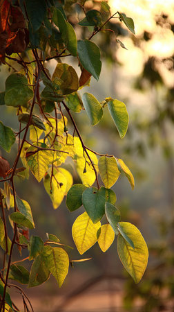 The Indian rosewood at dawn, soft golden sunlight kissing leaves, clean air, natural color tone.の写真素材