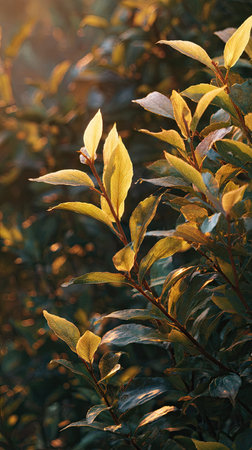 The soft golden sunlight kissing leaves, clean air, natural color tone.