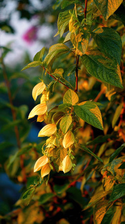 The Shrimp plant at dawn, soft golden sunlight kissing leaves, clean air, natural color tone.
