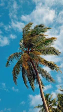 A wide shot of Coconut swaying gently in the wind, realistic photography style, bright and vivid colors, natural lighting.の写真素材