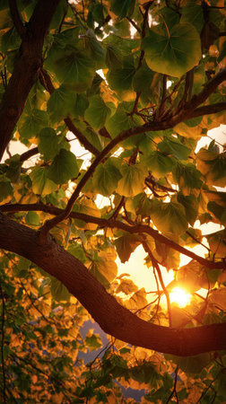 The Tulip tree at sunset, Golden red sunset light filters through the leaves, still atmosphere, warm...