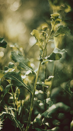A detailed photograph of a single Rapeseed, swaying gently in the wind, captured in natural...
