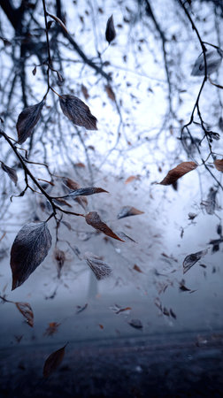 The Black ash in winter, chilling air envelops, a few lingering leaves tremble, still atmosphere, clean.の写真素材