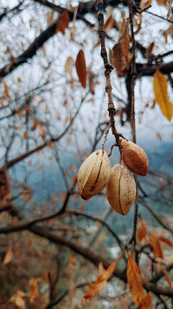 The Canistel in winter, chilling air envelops, a few lingering leaves tremble, still atmosphere, clean.の写真素材