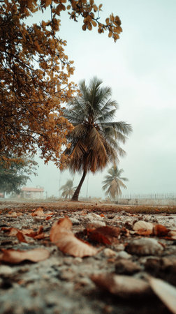 The Coconut in winter, chilling air envelops, a few lingering leaves tremble, still atmosphere, clean.の写真素材