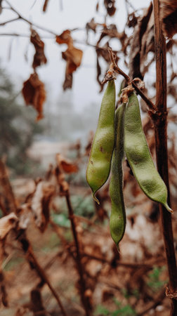The Green bean in winter, chilling air envelops, a few lingering leaves tremble, still atmosphere, clean.の写真素材