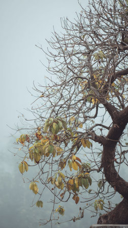 The Guava tree in winter, chilling air envelops, a few lingering leaves tremble, still atmosphere,...