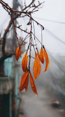 The Mango leaf in winter, chilling air envelops, a few lingering leaves tremble, still atmosphere,...